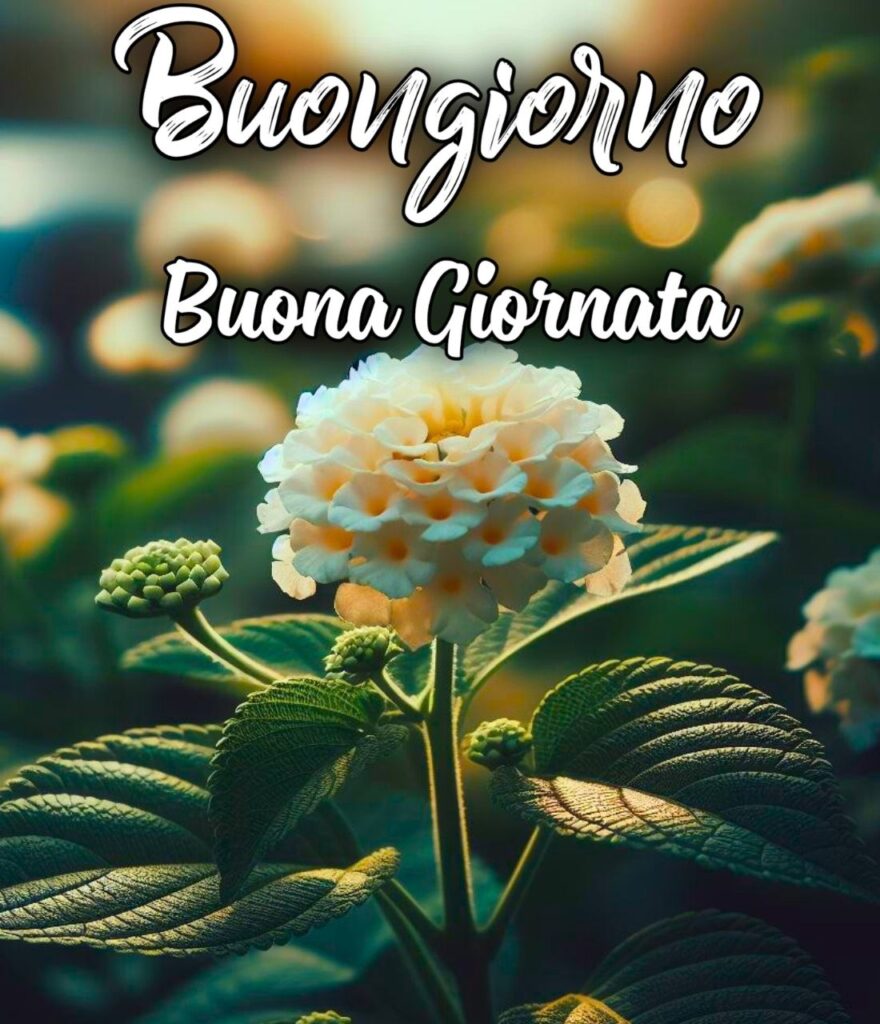 Buona Giornata Stickers Buongiorno Whatsapp Gratis