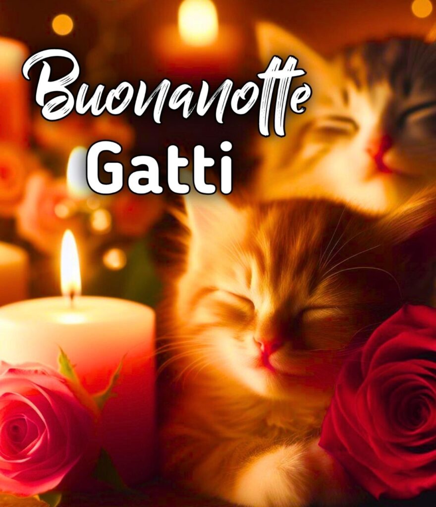 Buonanotte A Domani Gatti