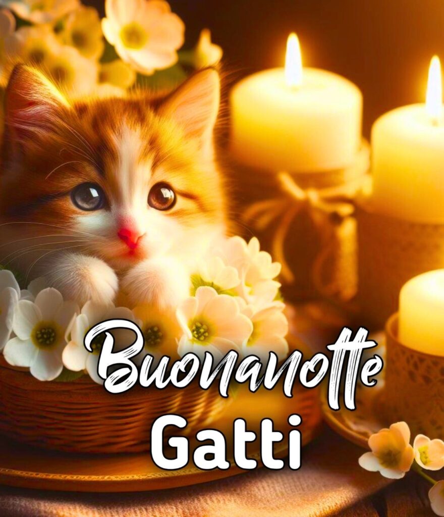 Buonanotte Cani E Gatti