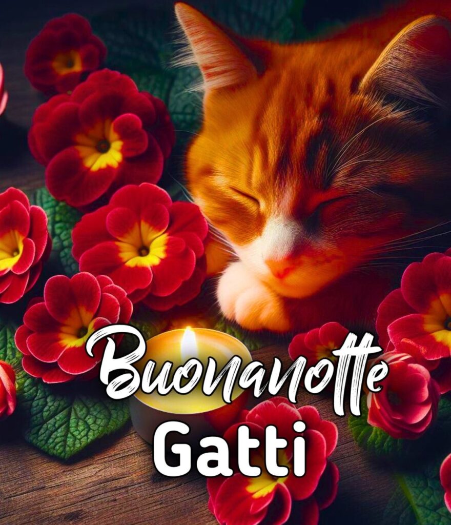 Buonanotte Con Gatti