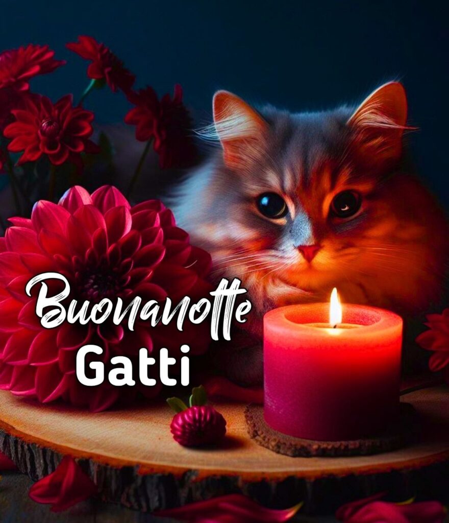 Buonanotte Con Gatti Divertenti