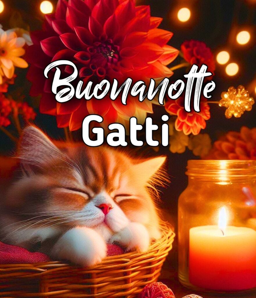 Buonanotte Con Gatti Gif