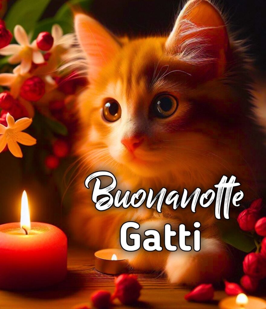 Buonanotte Con Gatti Gif Divertenti