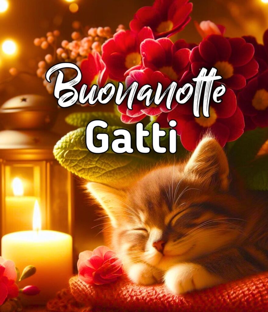 Buonanotte Con Il Gatto