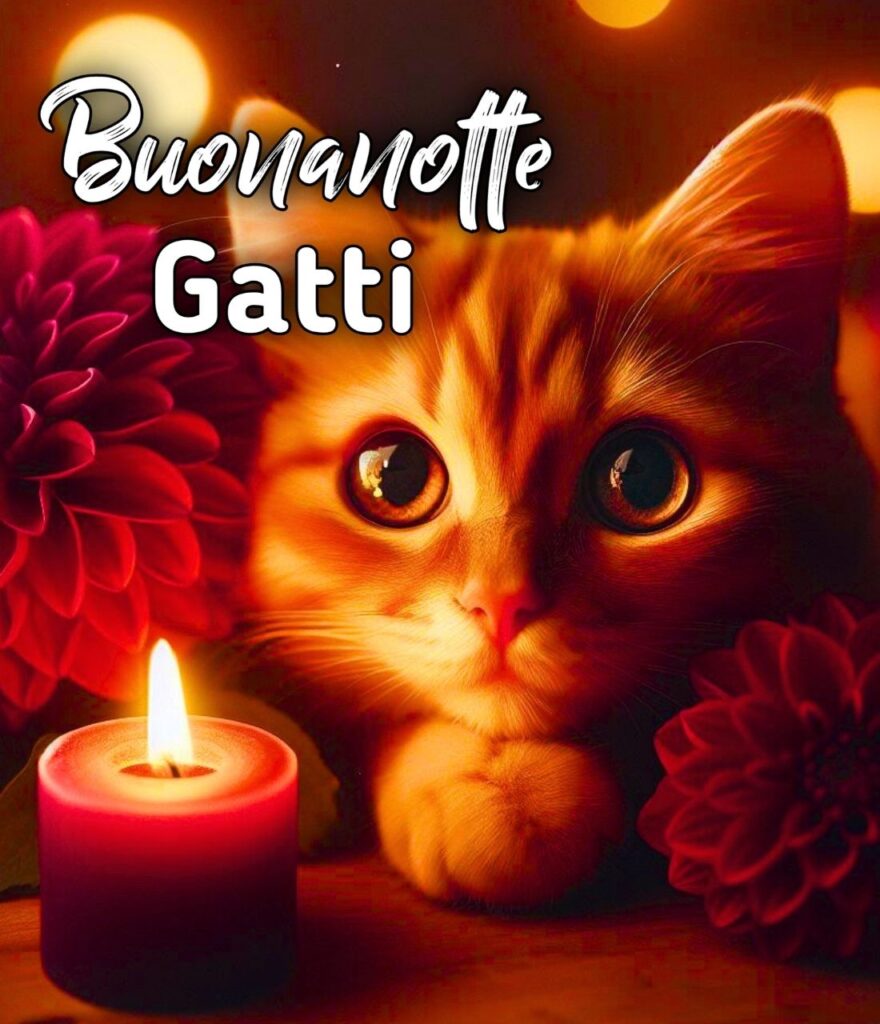 Buonanotte Gatti Divertenti