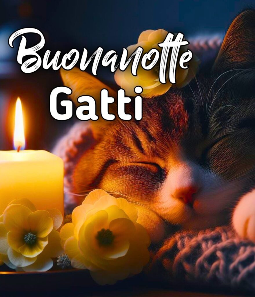 Buonanotte Gatti Gif