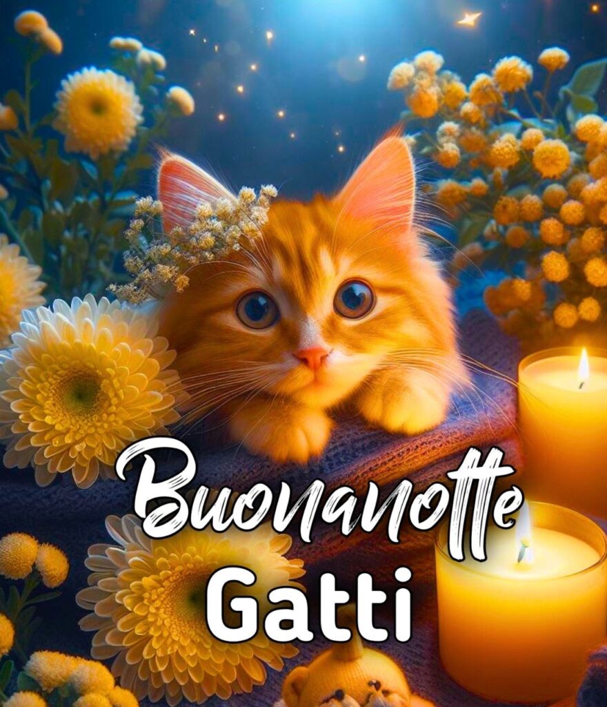 Buonanotte Immagini Gatti