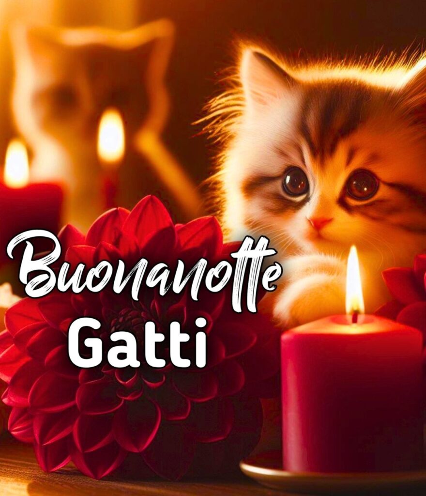 Divertente Buonanotte Gatti Gif