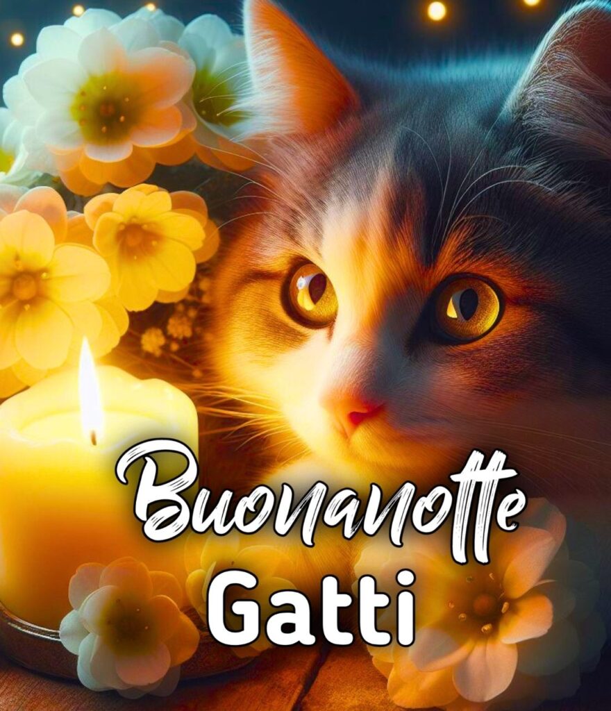 Gatti Buonanotte