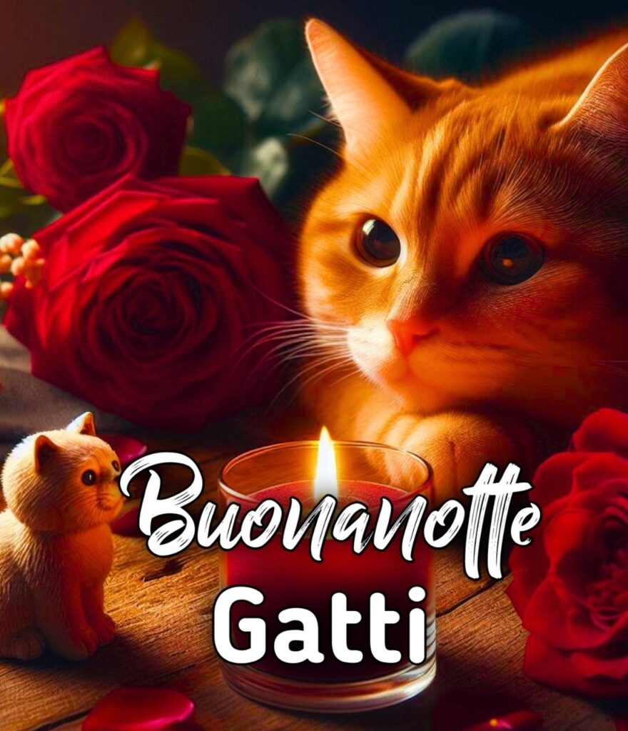 Gattino Buonanotte Gatti Gif