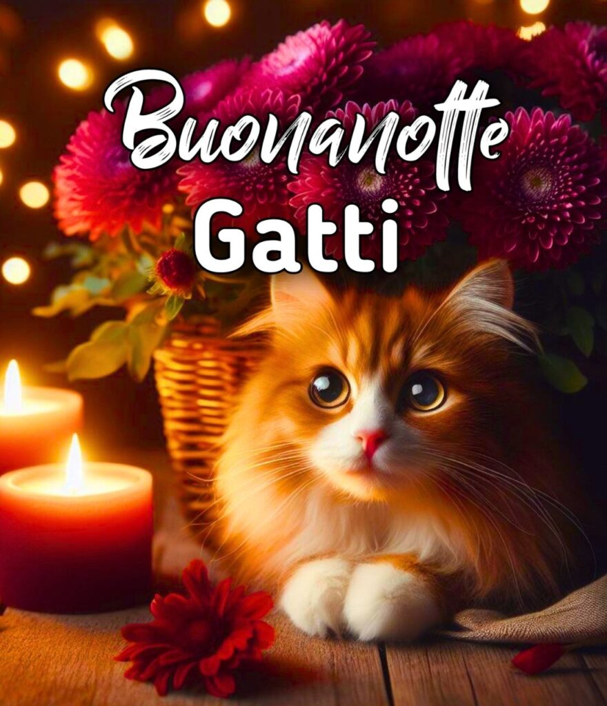 Gatto Buonanotte