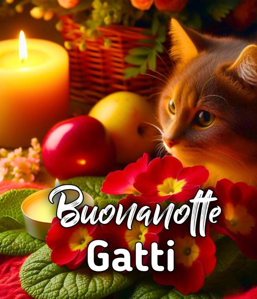 Immagini Buonanotte Con Gatti