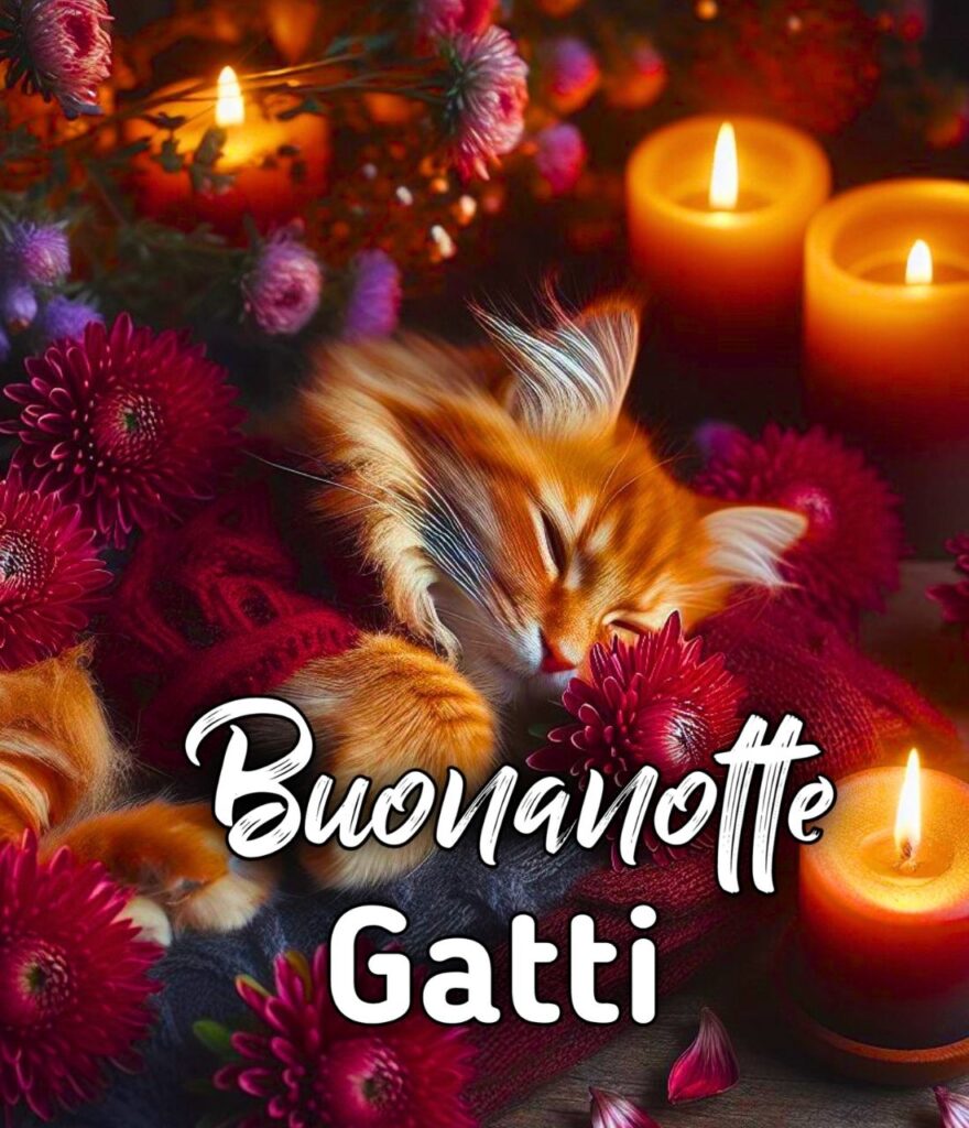 Immagini Buonanotte Gatti