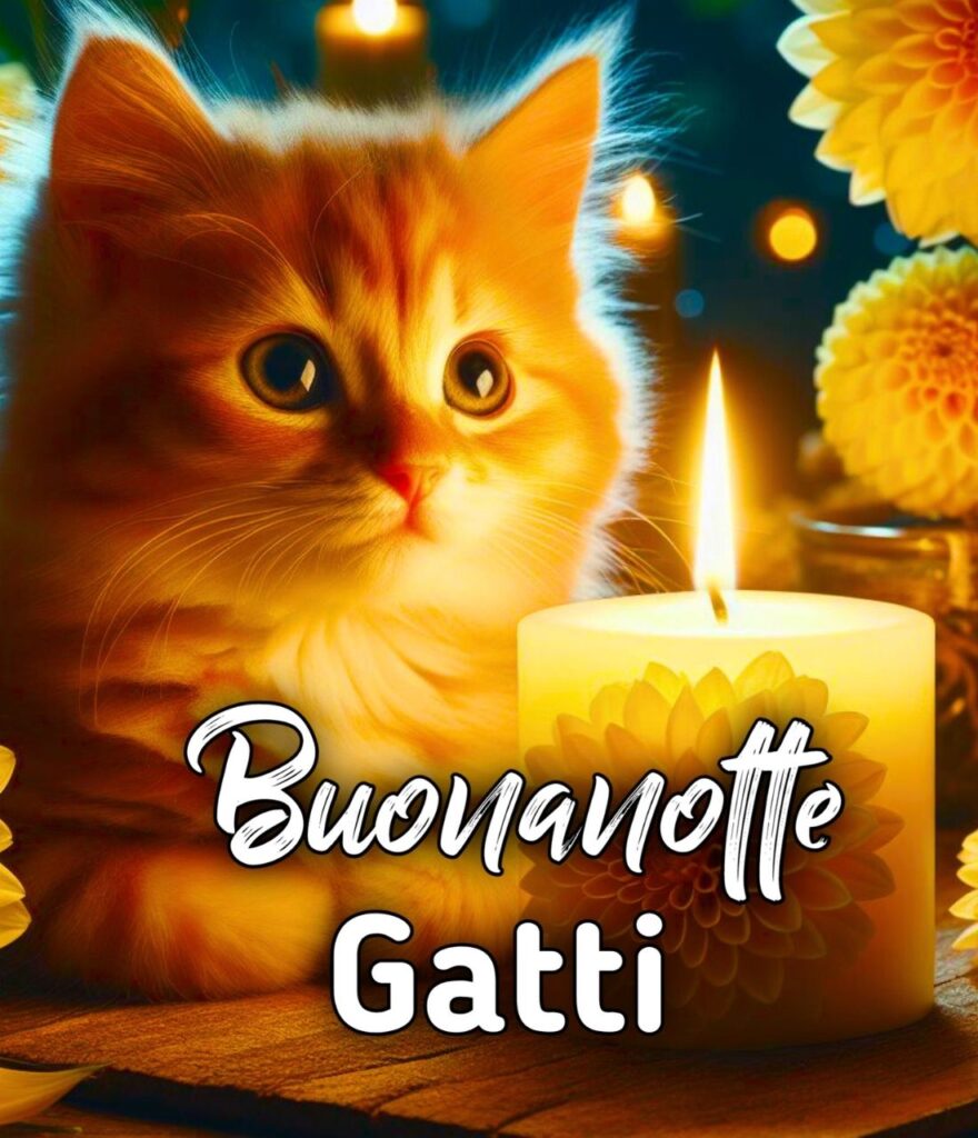 Immagini Buonanotte Gatti Nuove